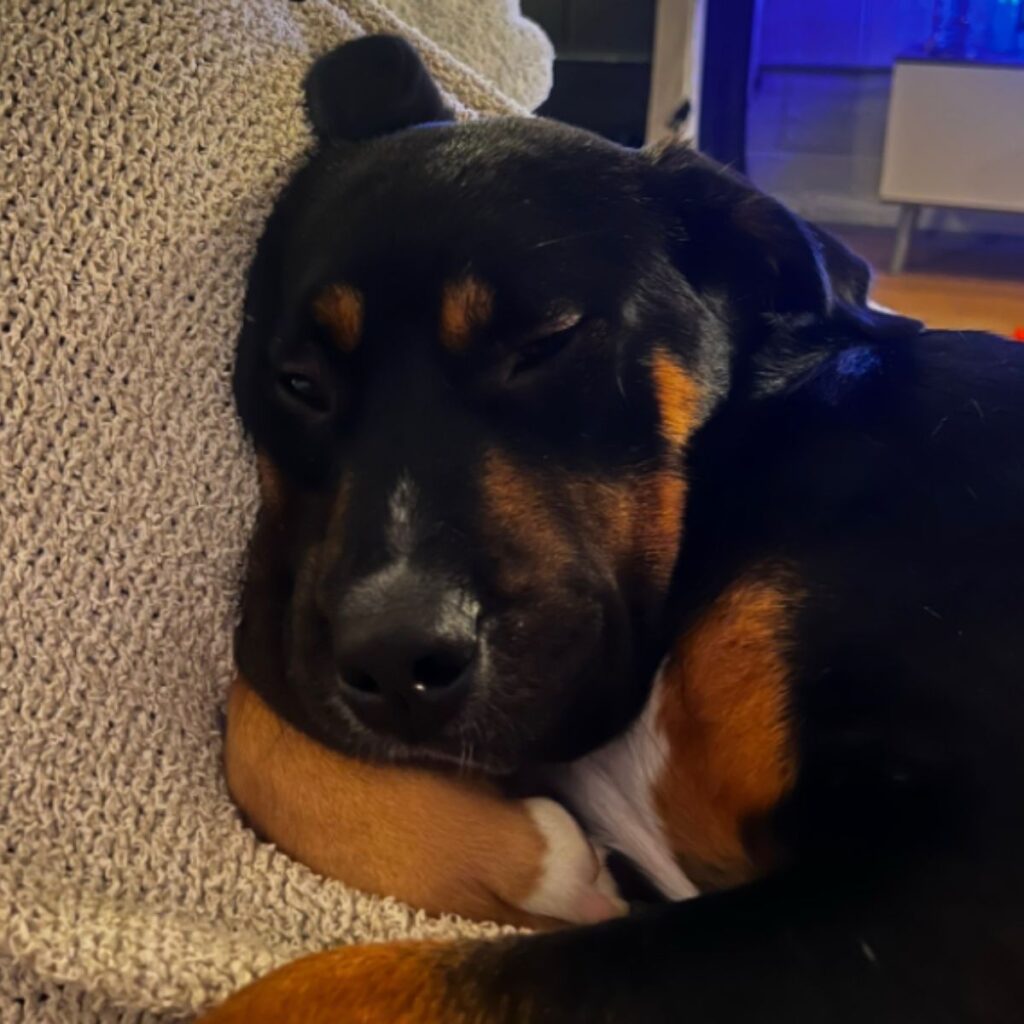 dog leaning on paw and sleeping