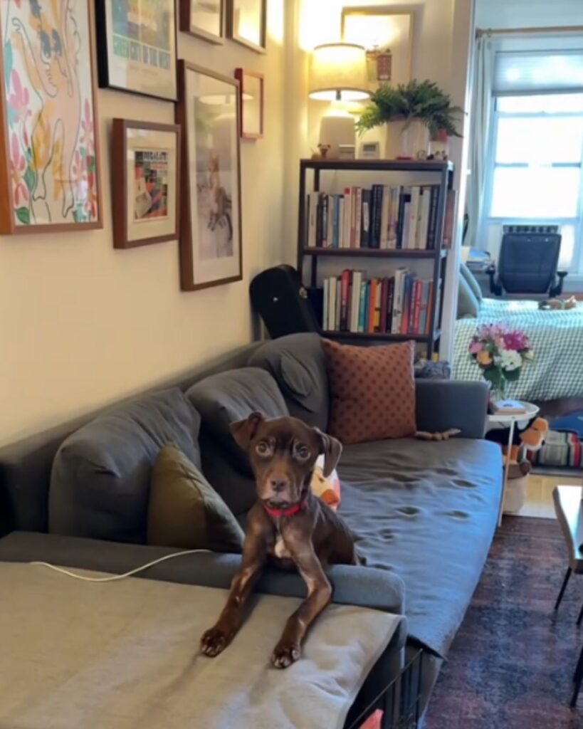 dog leaning on the couch