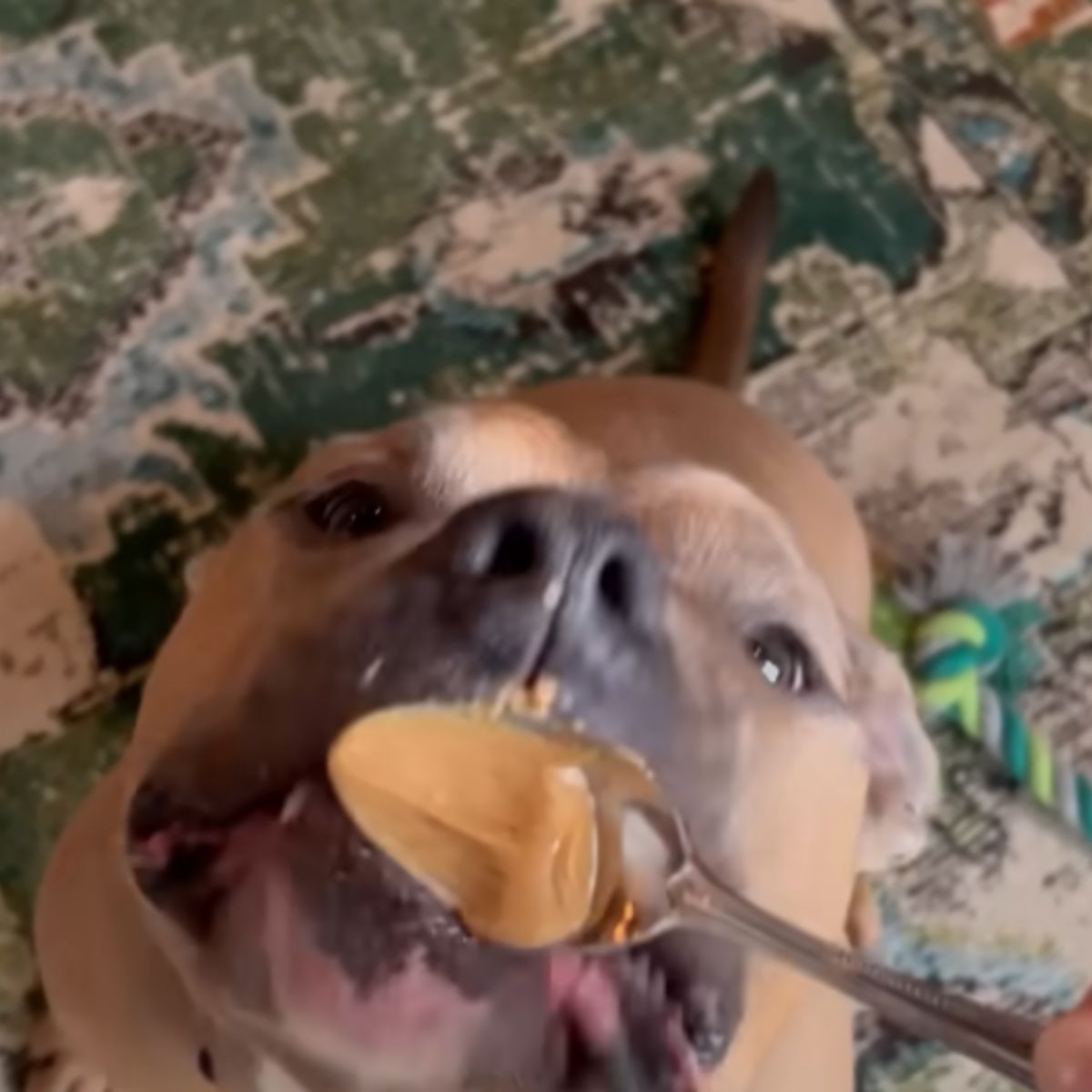 dog licks the bowl of treats