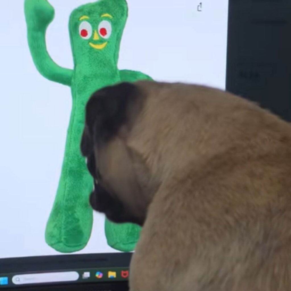 dog looking at laptop