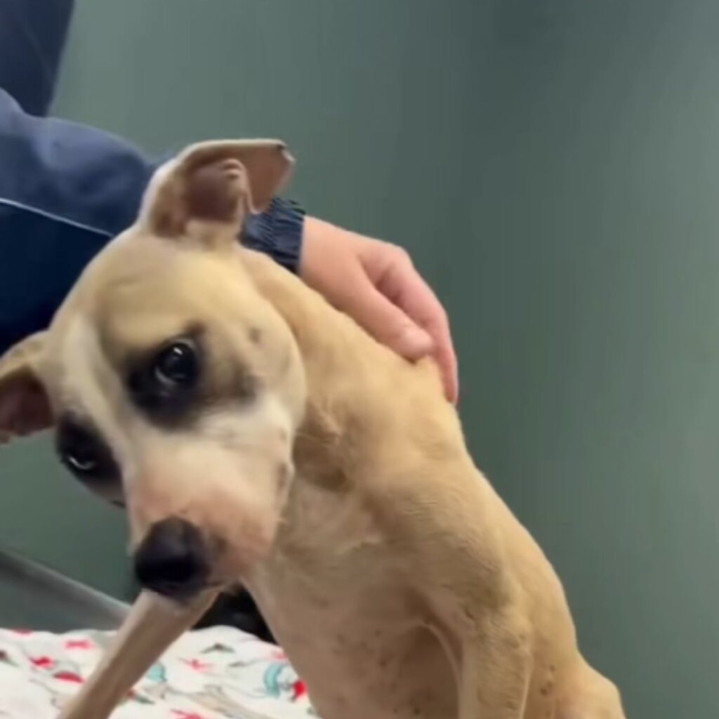 dog looking down while being petted