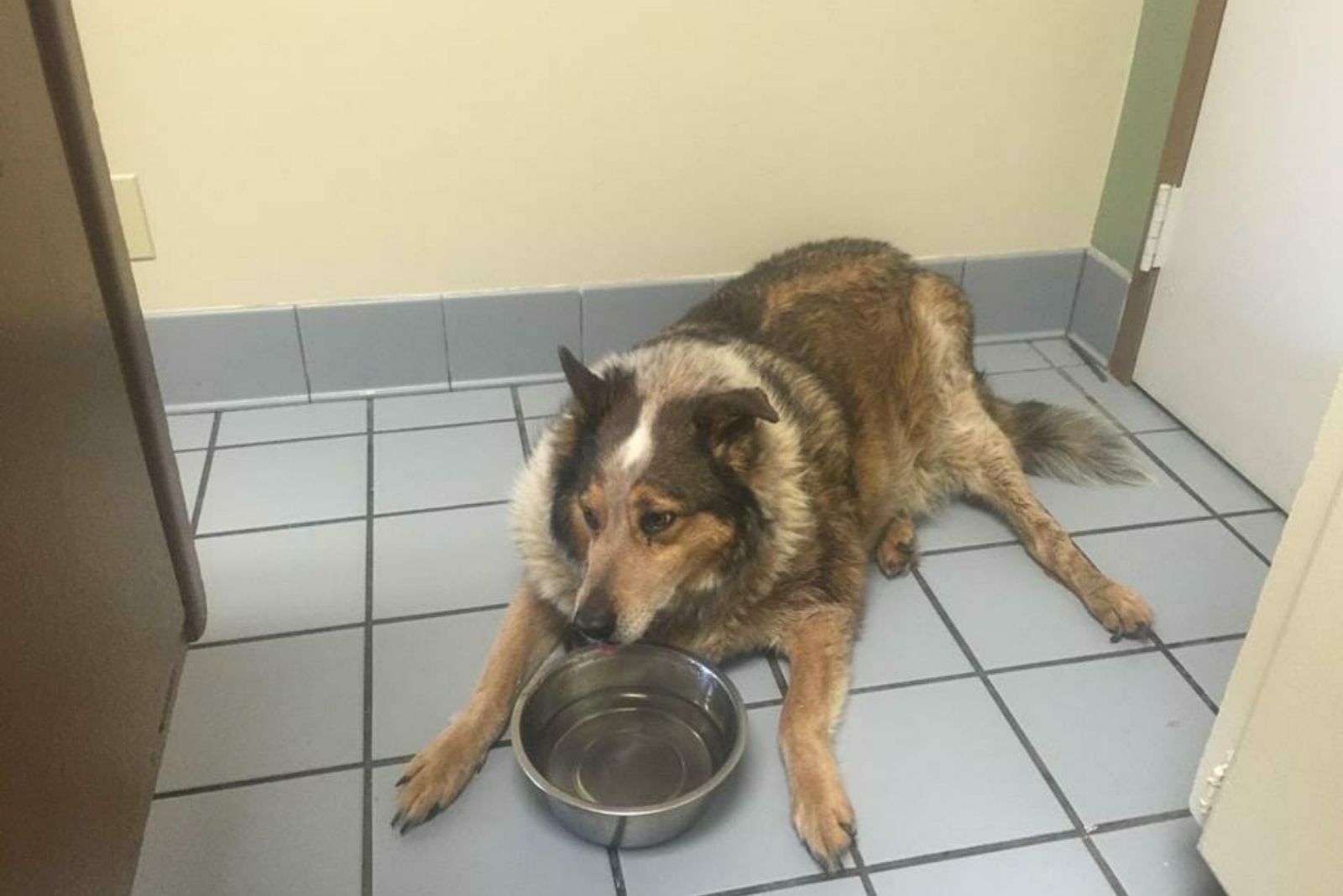 dog lying next to a bowl