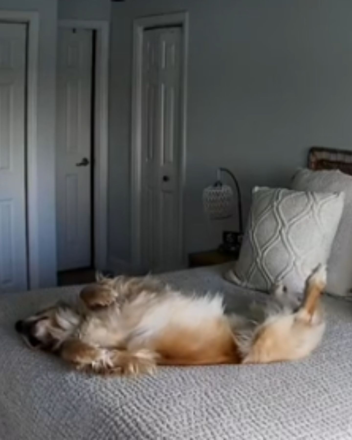 dog lying on back on bed