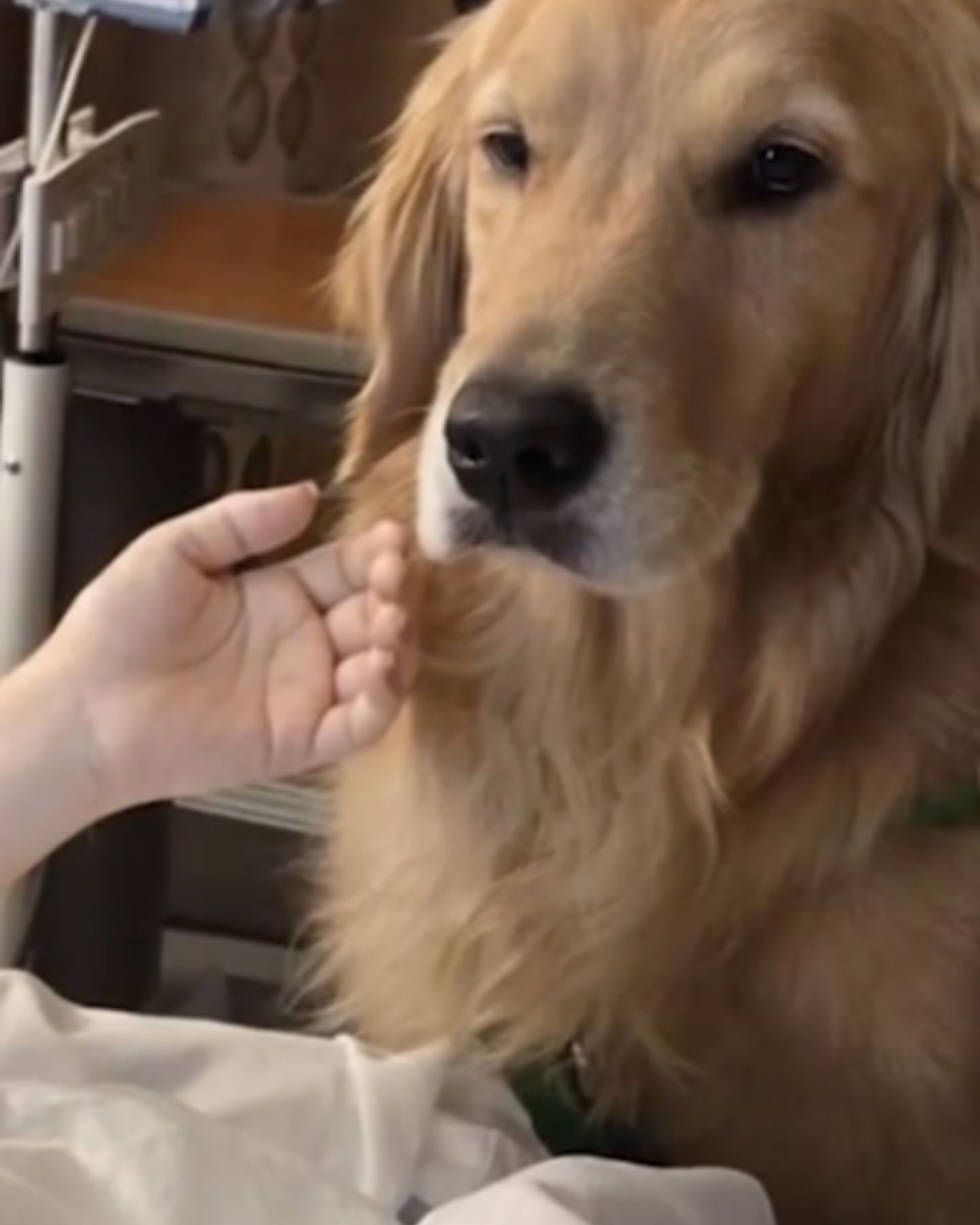 dog next to sick woman