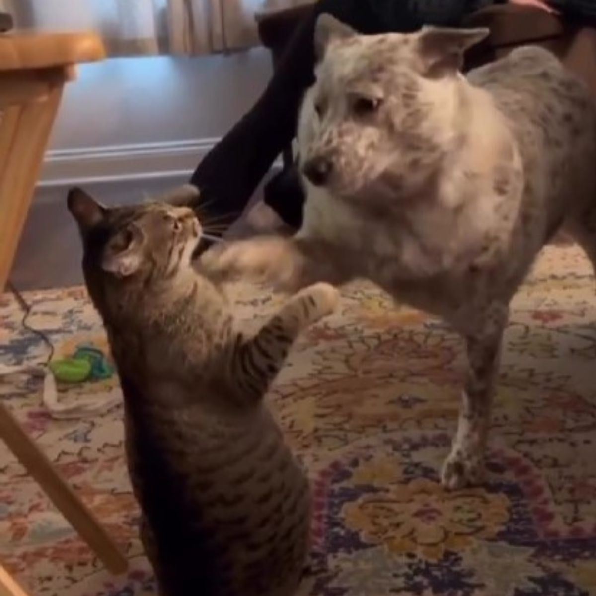 dog raises paw at cat