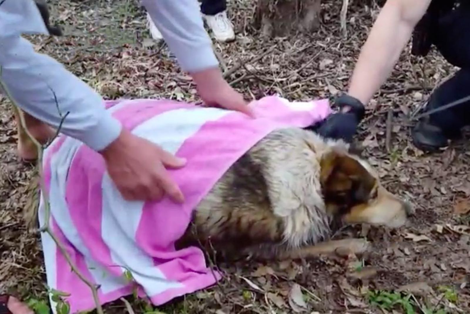 dog rescued from water