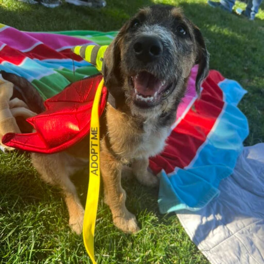 dog sitting on the grass and looking at the camera