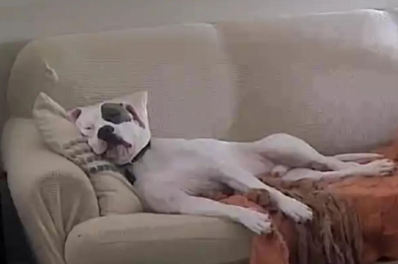 dog sleeps peacefully on the sofa