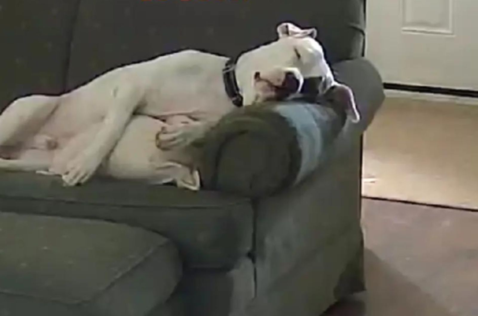 dog sleeps well on the sofa