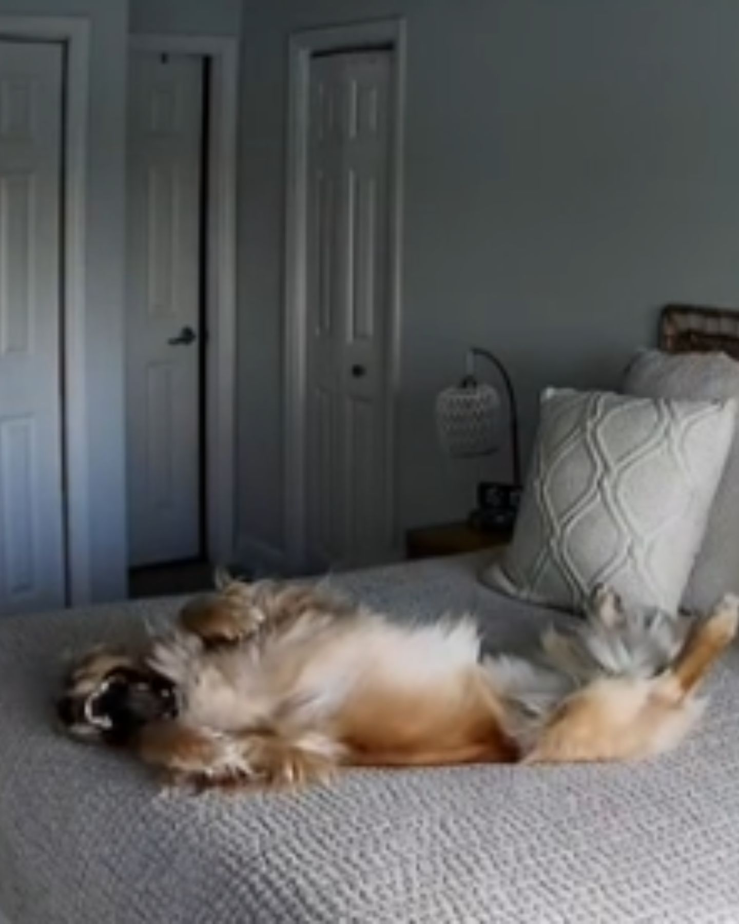 dog stretched out on bed