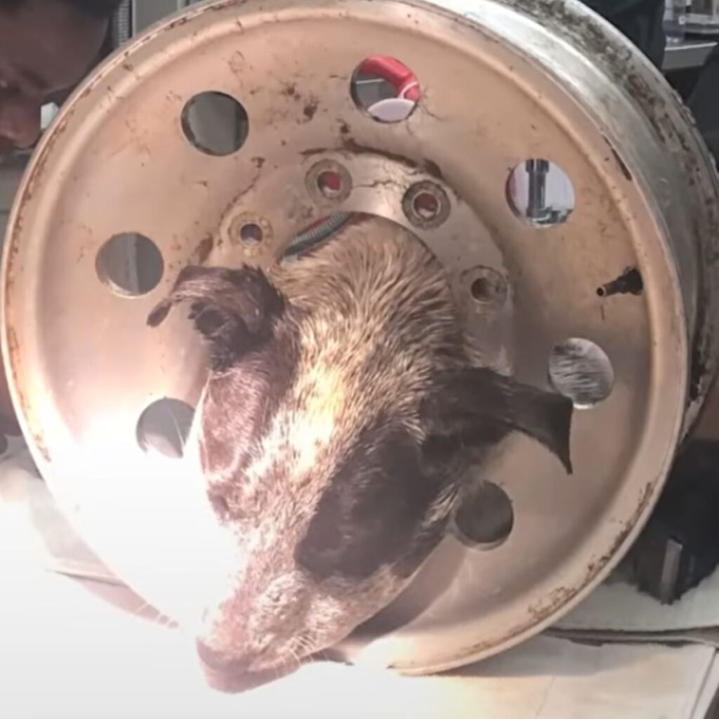 dog stuck its head in the rim