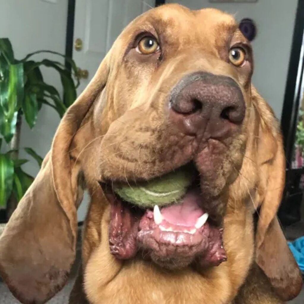 dog with a ball in its mouth