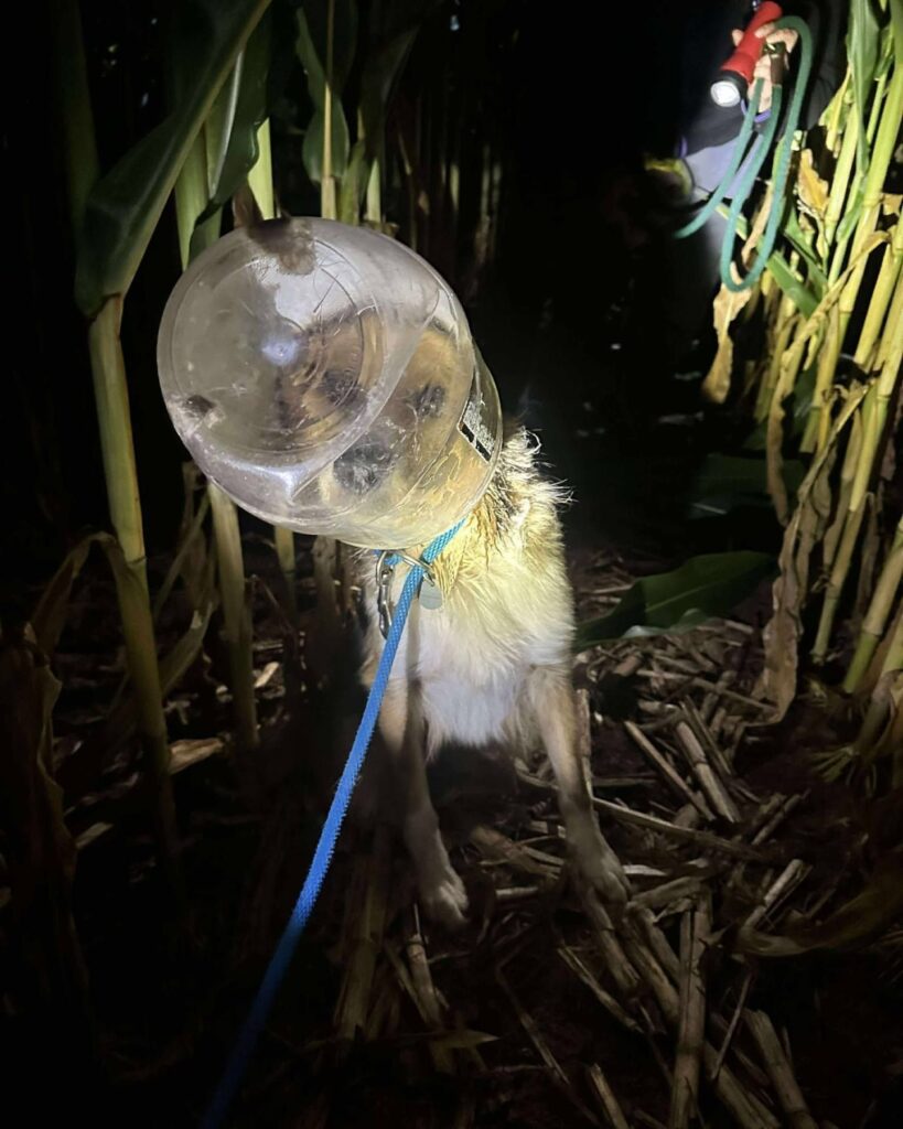 dog with a bottle on its head