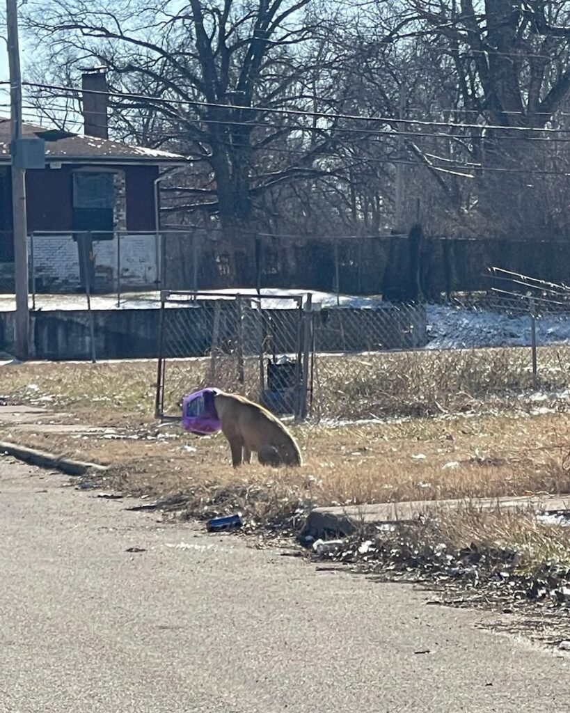 dog with a bucket on its head
