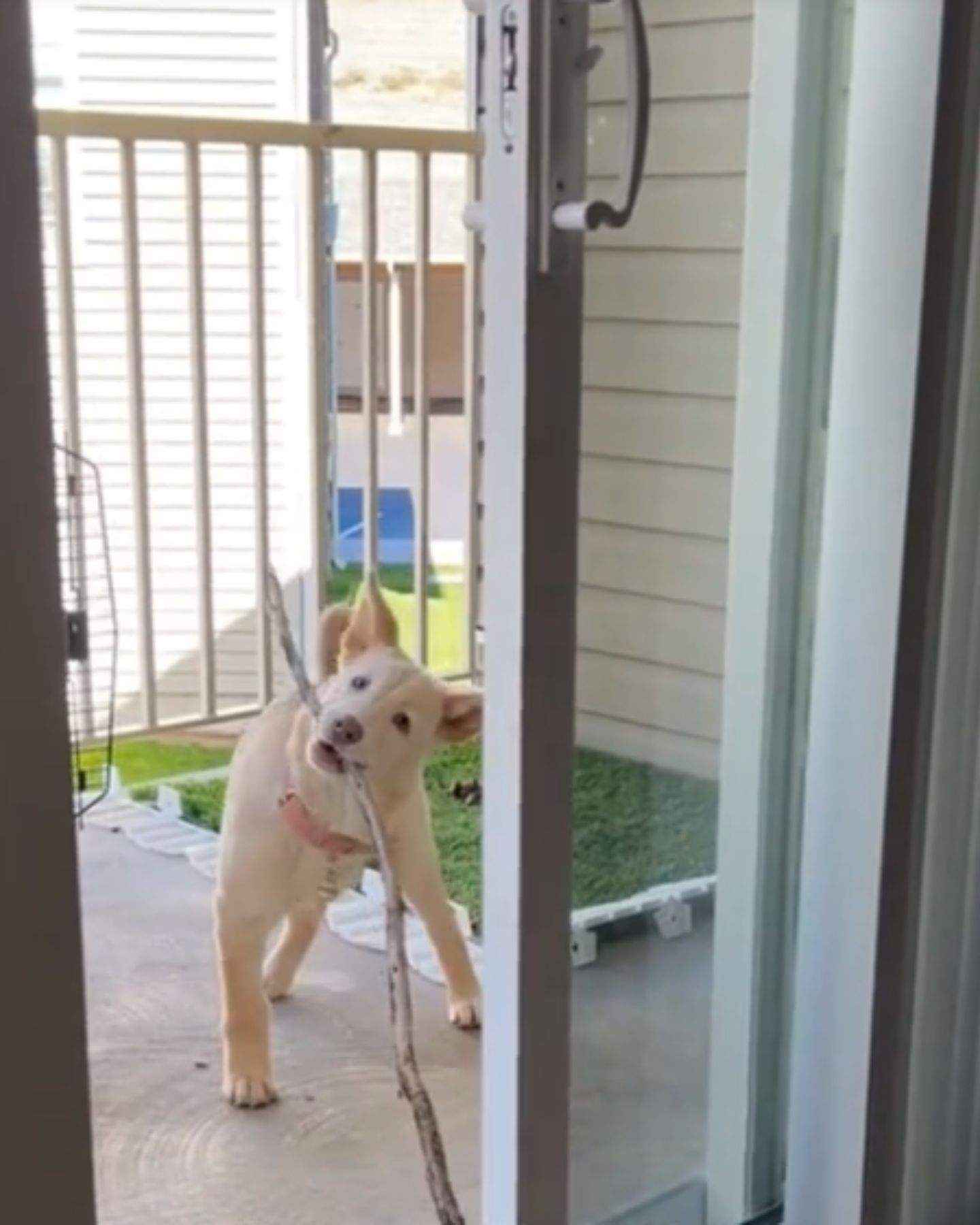 dog with a stick in its mouth