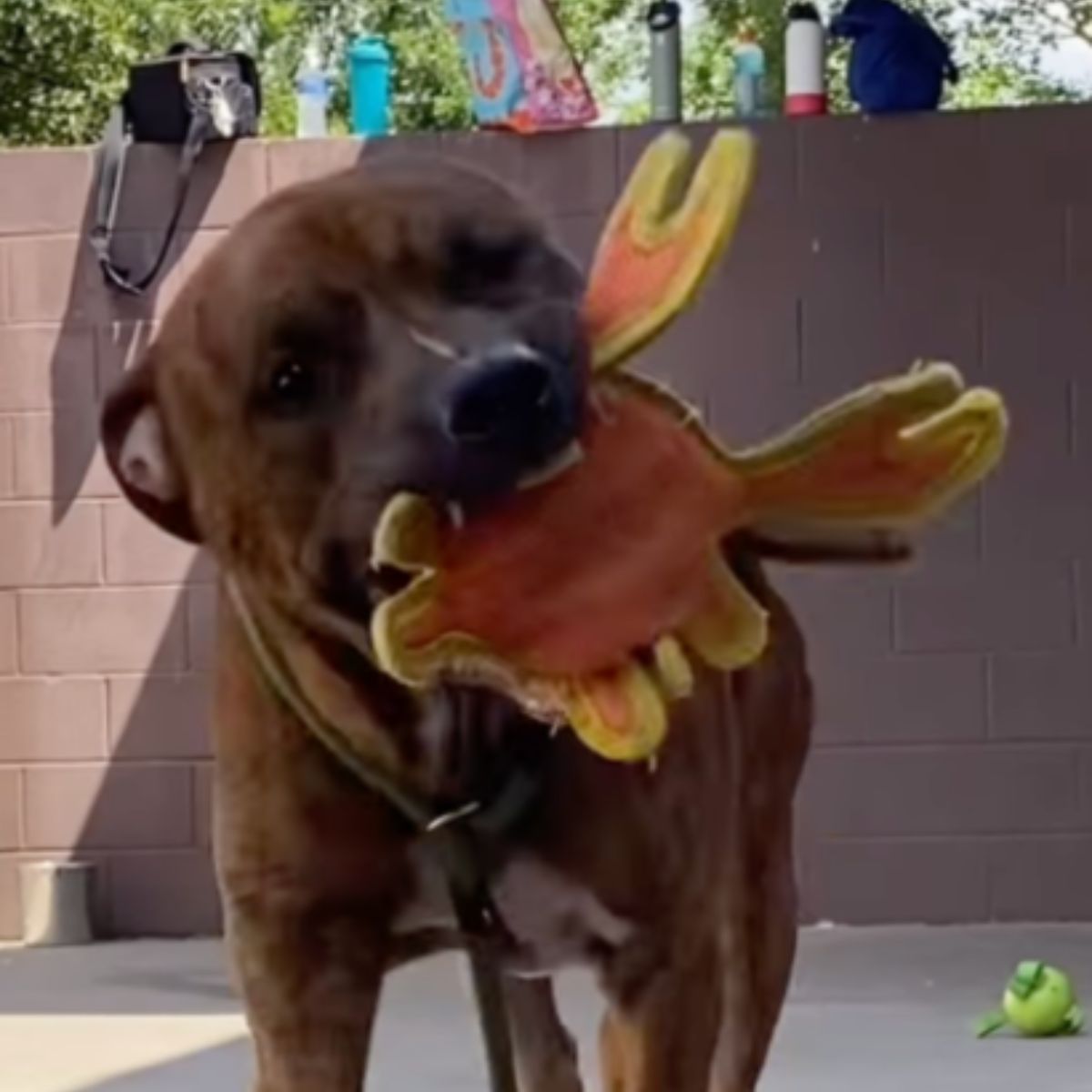 dog with a teddy bear in its mouth
