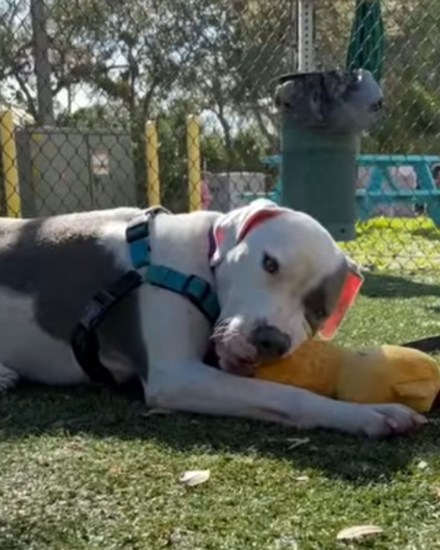 dog with a teddy bear on the grass