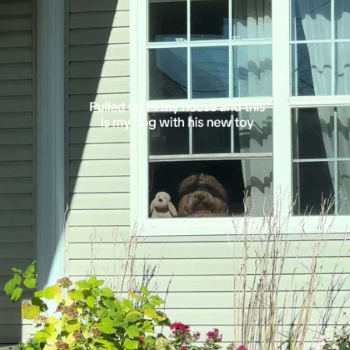 dog with a teddy bear on the window