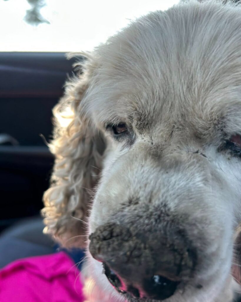 dog with an injured muzzle