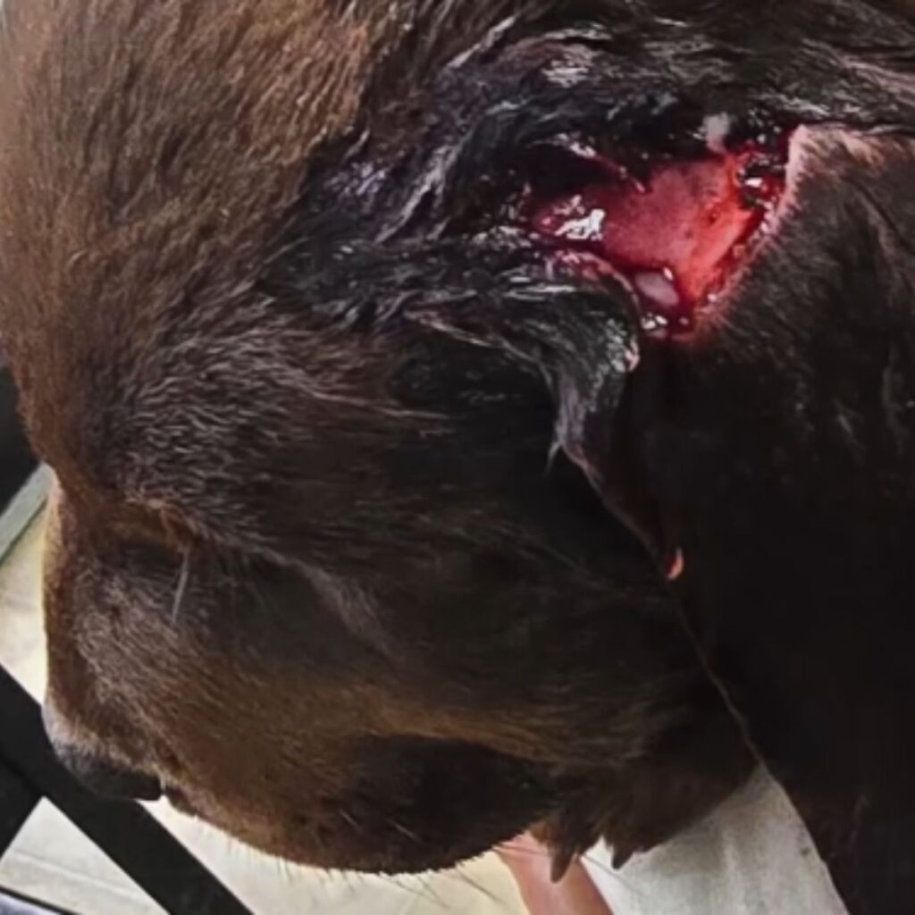 dog with an open wound