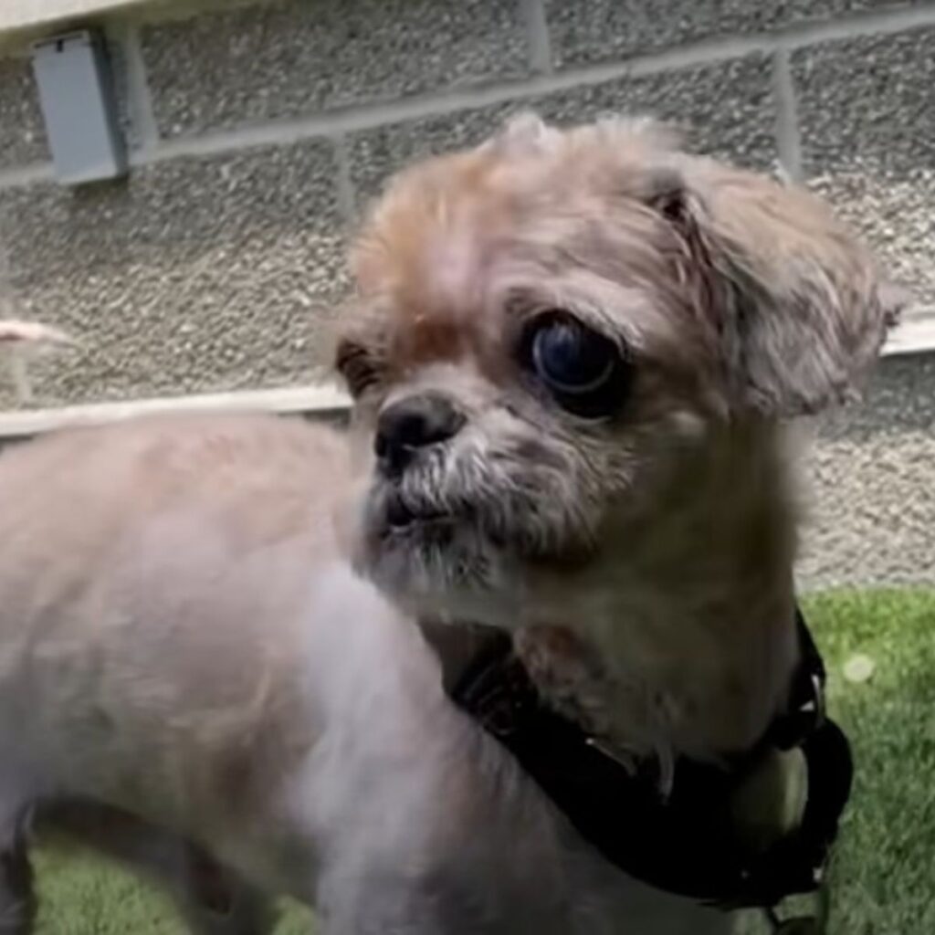 dog with big black eyes