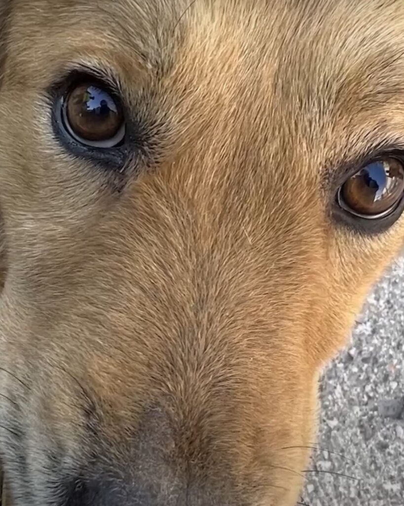 dog with brown eyes