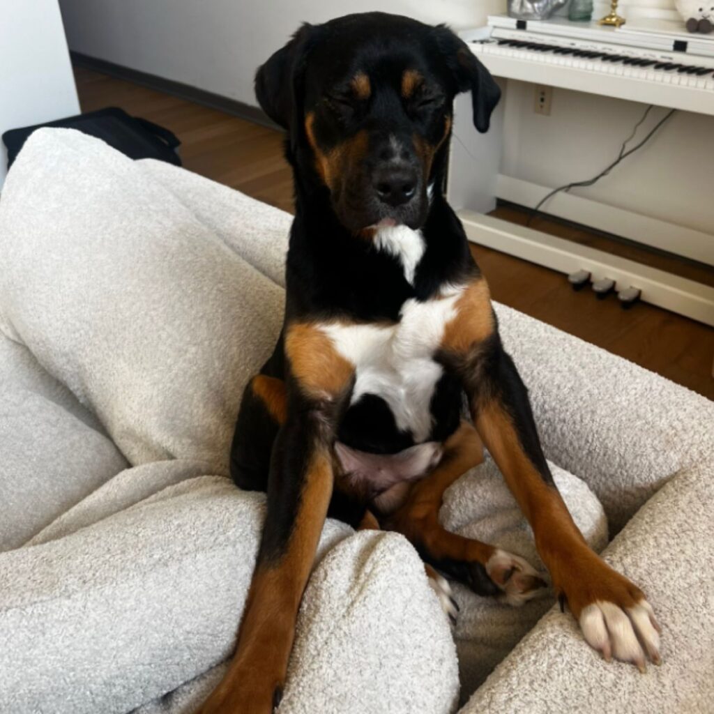 dog with closed eyes sitting on the couch