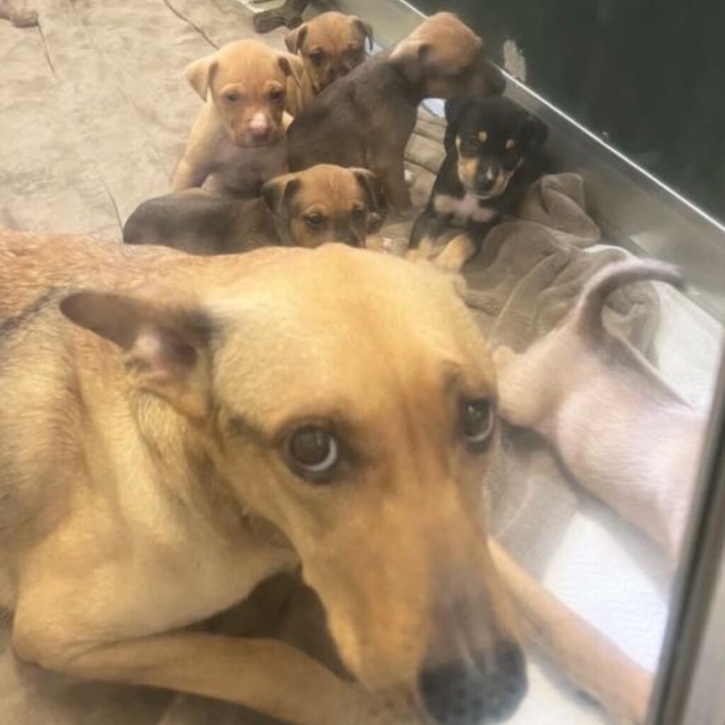 dog with five puppies