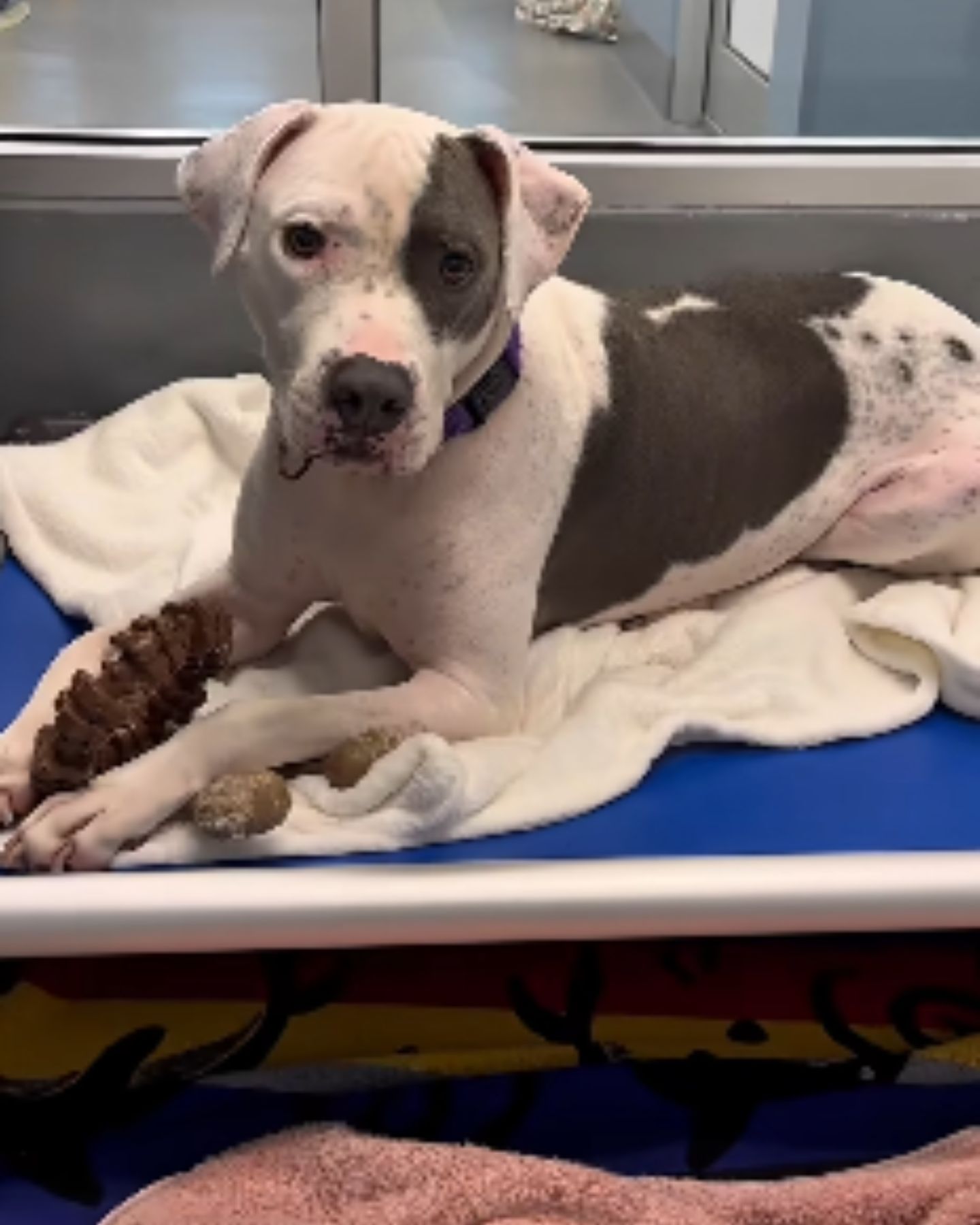 dog with medical condition overlooked