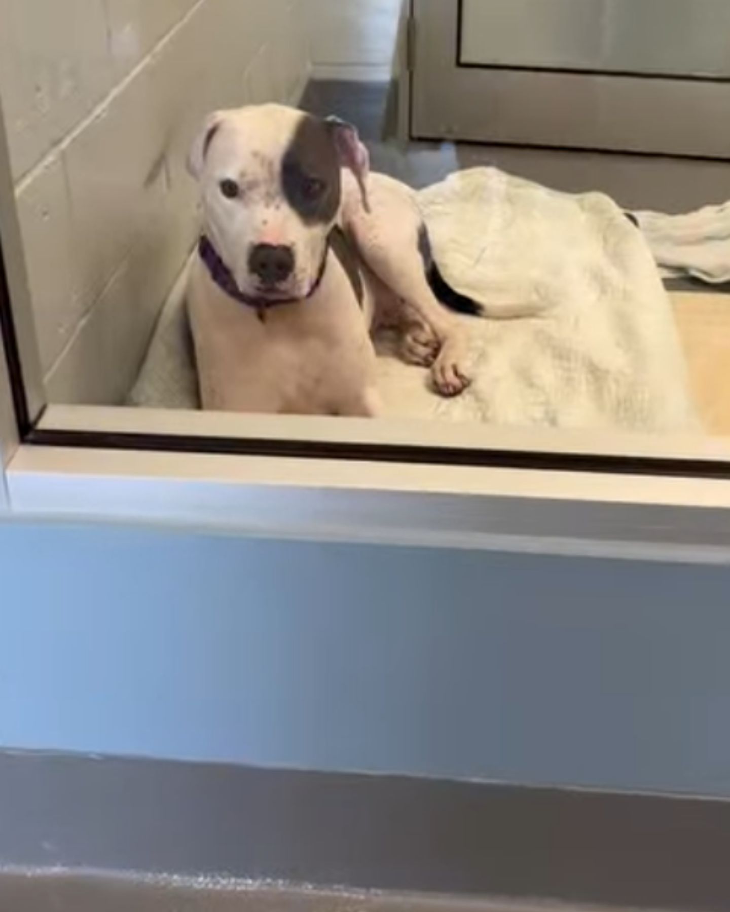 dog with medical condition