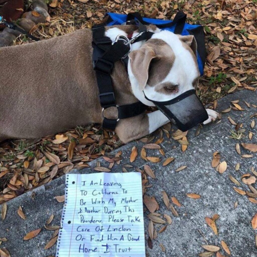 dog with muzzle and message left behind