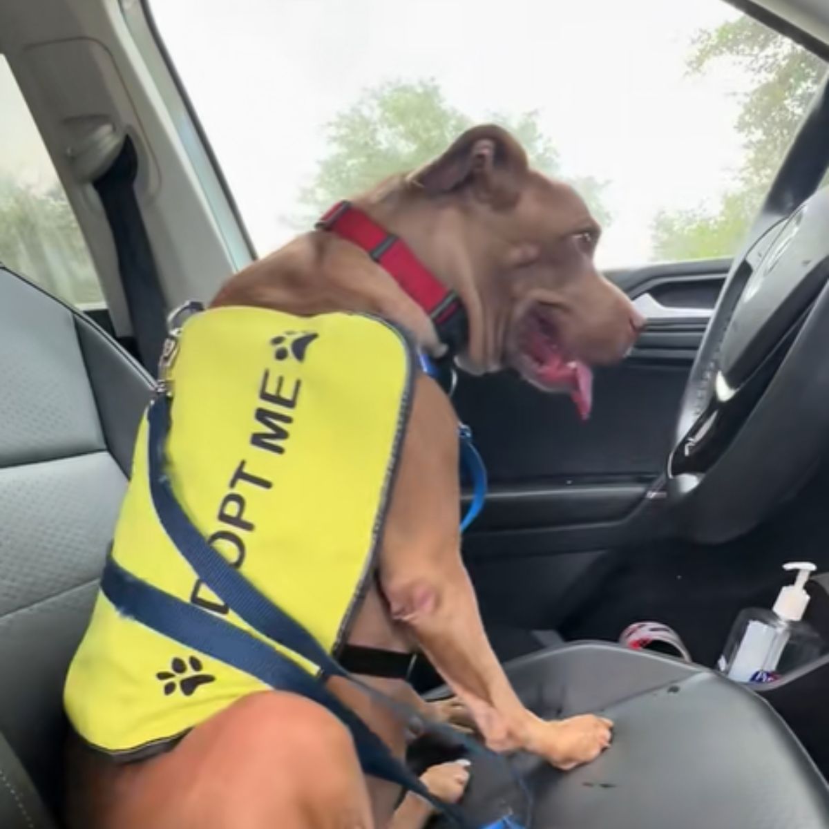 dog with the yellow vest