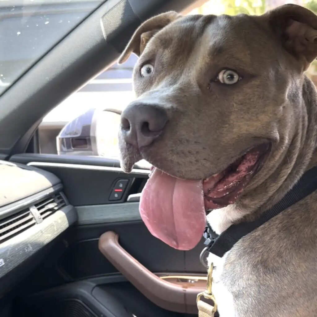 dog with tongue out in car