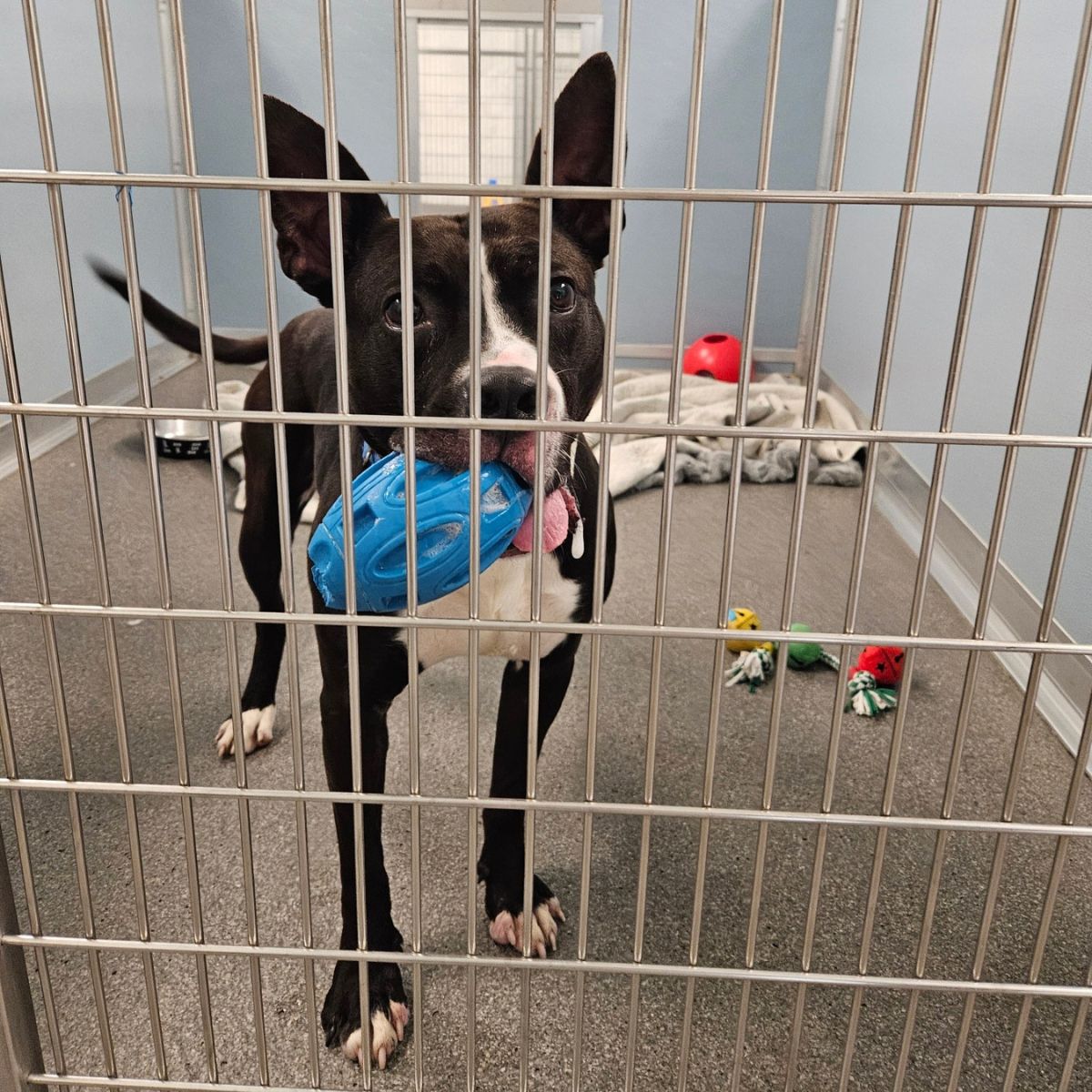 dog with toy in shelter