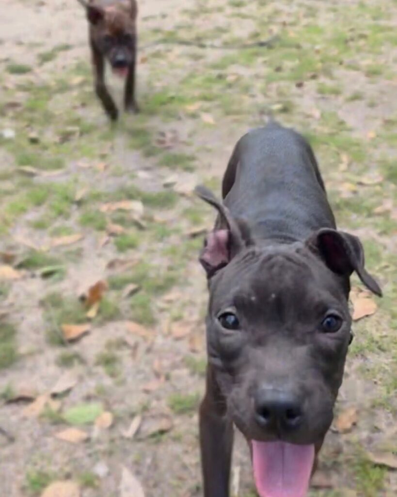 dogs are walking in the meadow