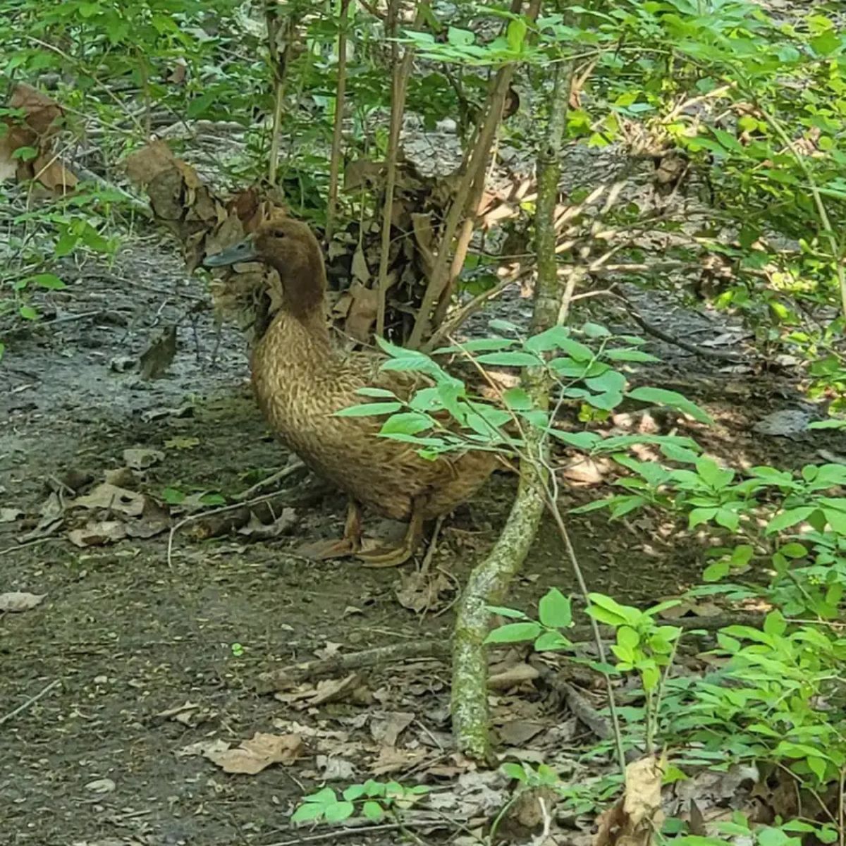 duck in nature