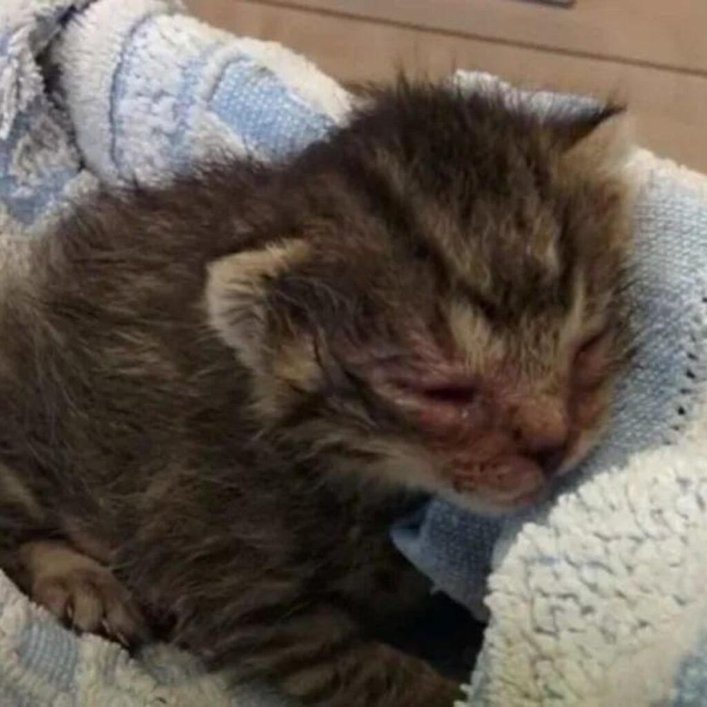 duke the dog tied to a sign