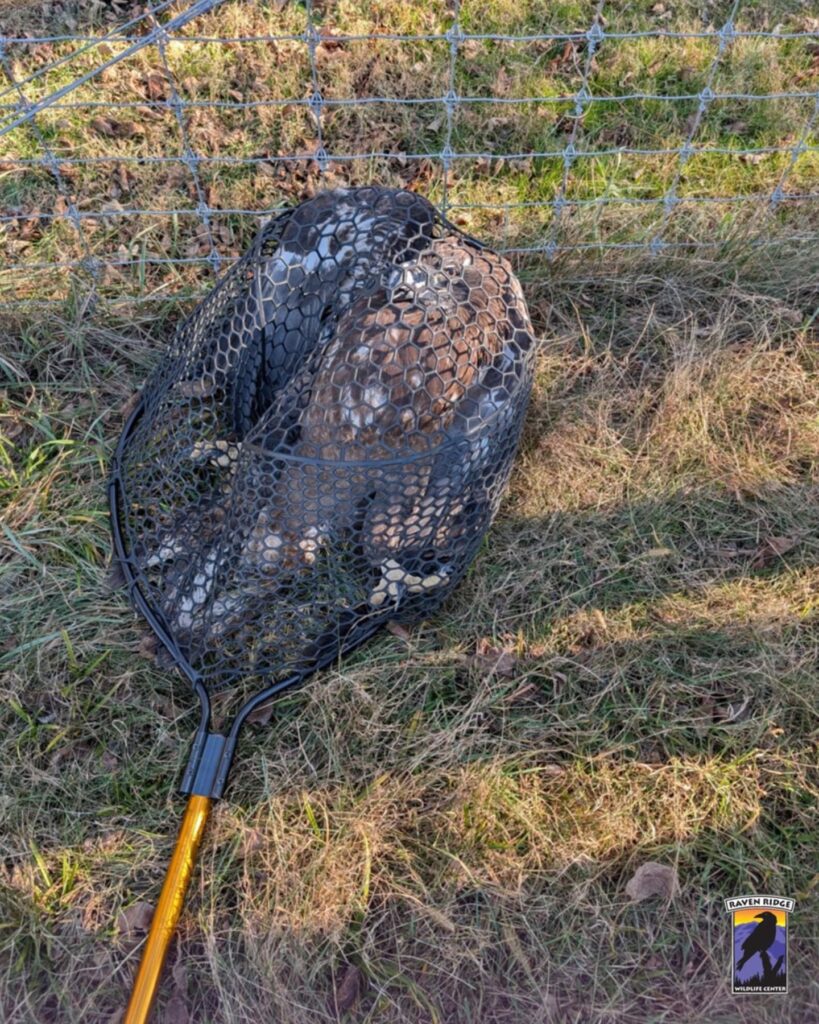 eagle trapped in a net