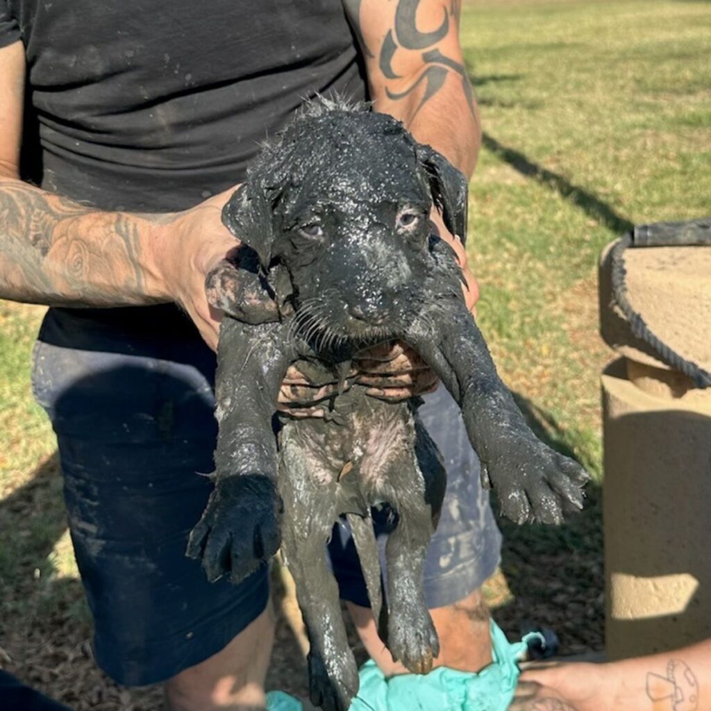 exhausted dirty puppy