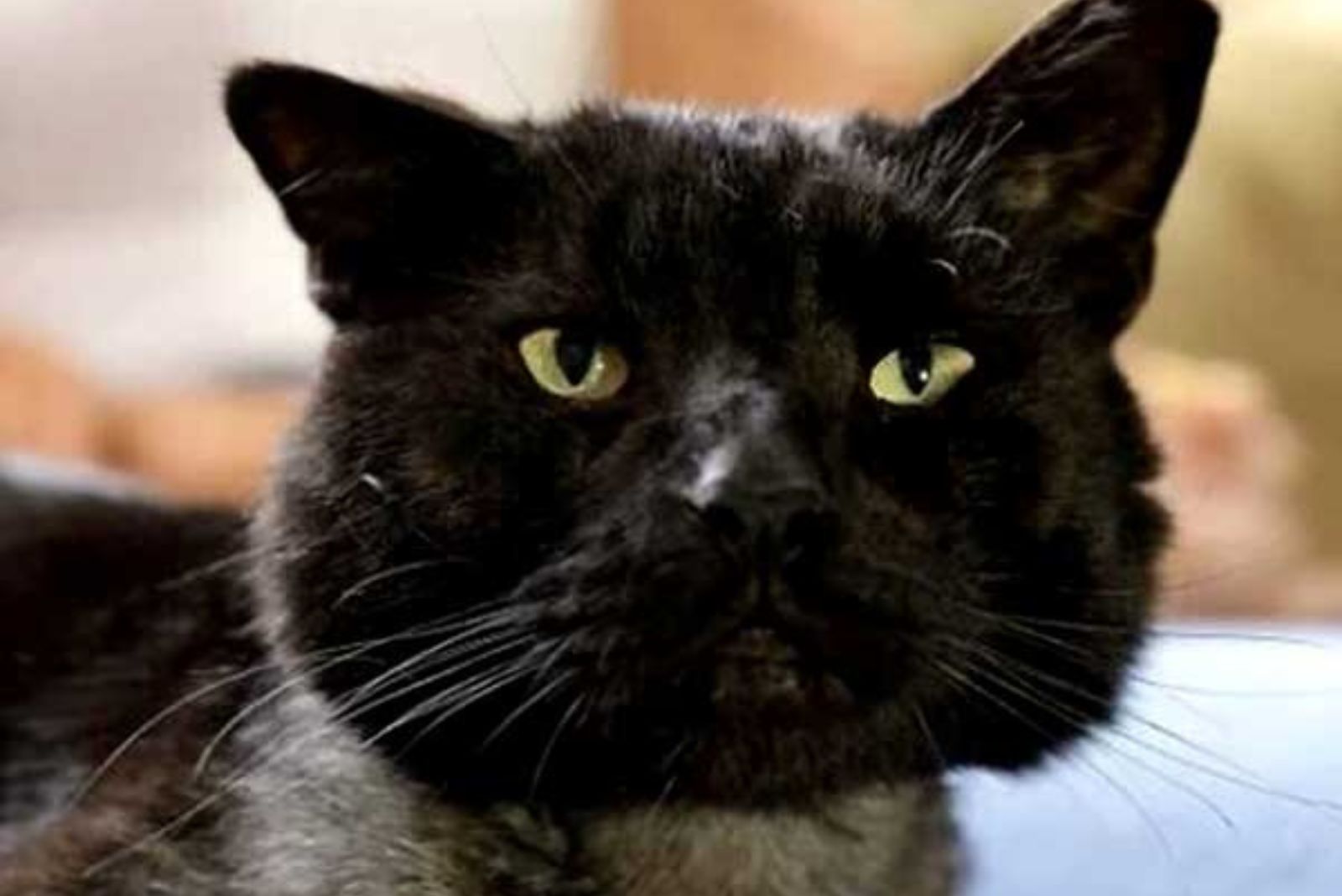 face of a beautiful black cat