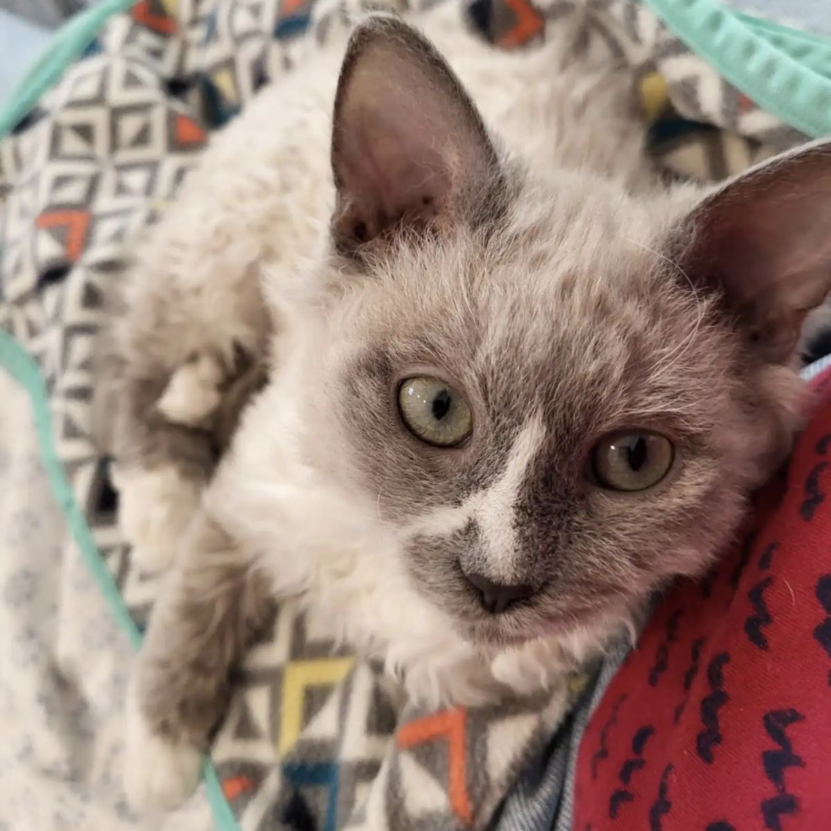 face of a fluffy white kitten