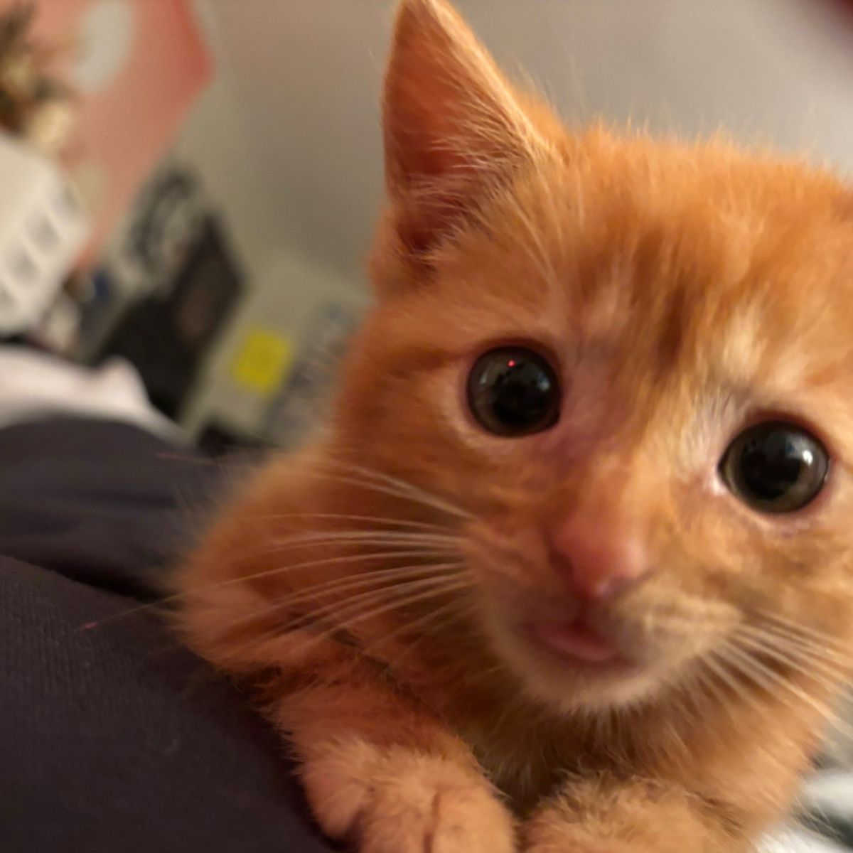 face of a sweet ginger cat