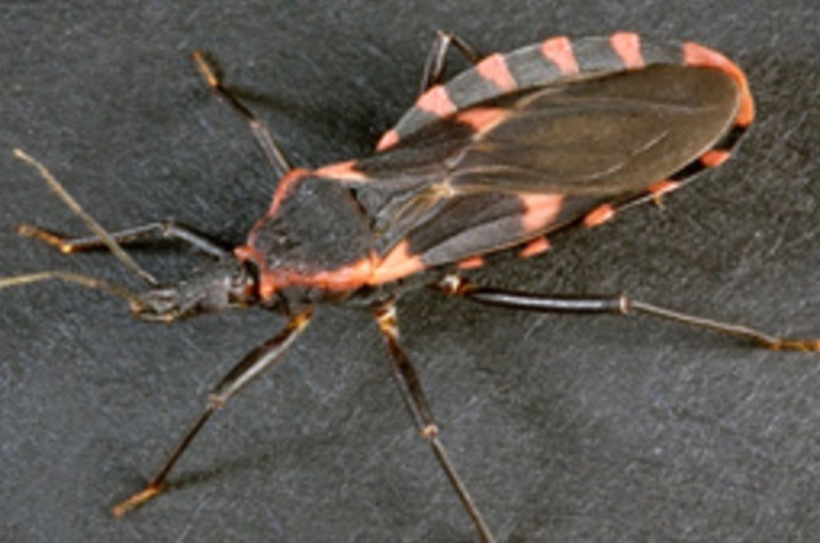 fatal kissing bug close up