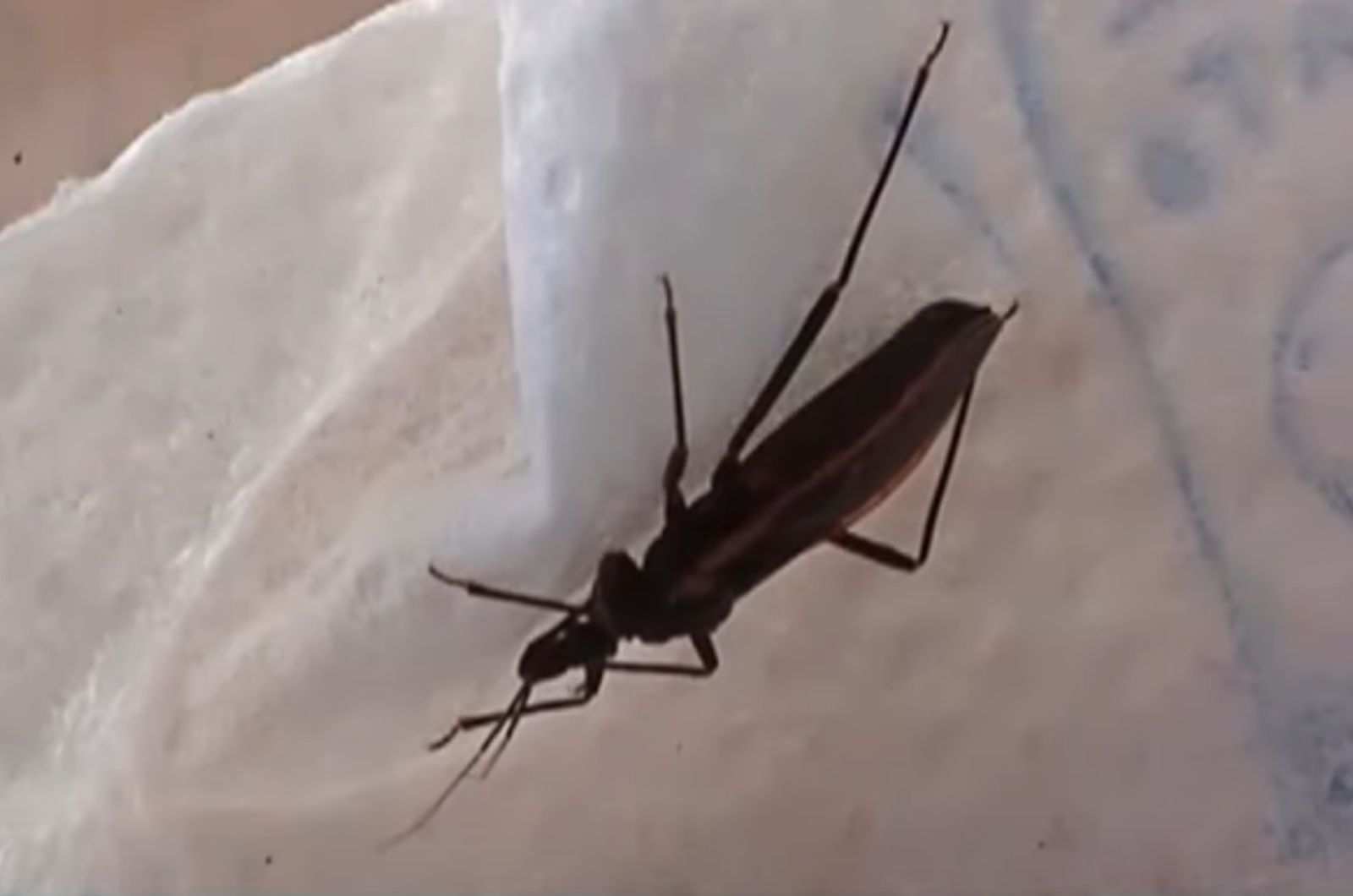 fatal kissing bug