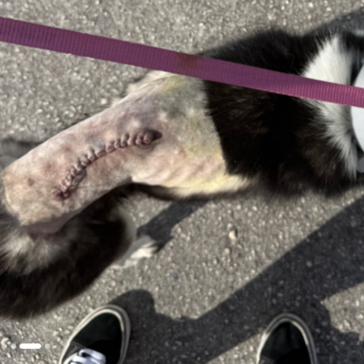 festering wound on a husky