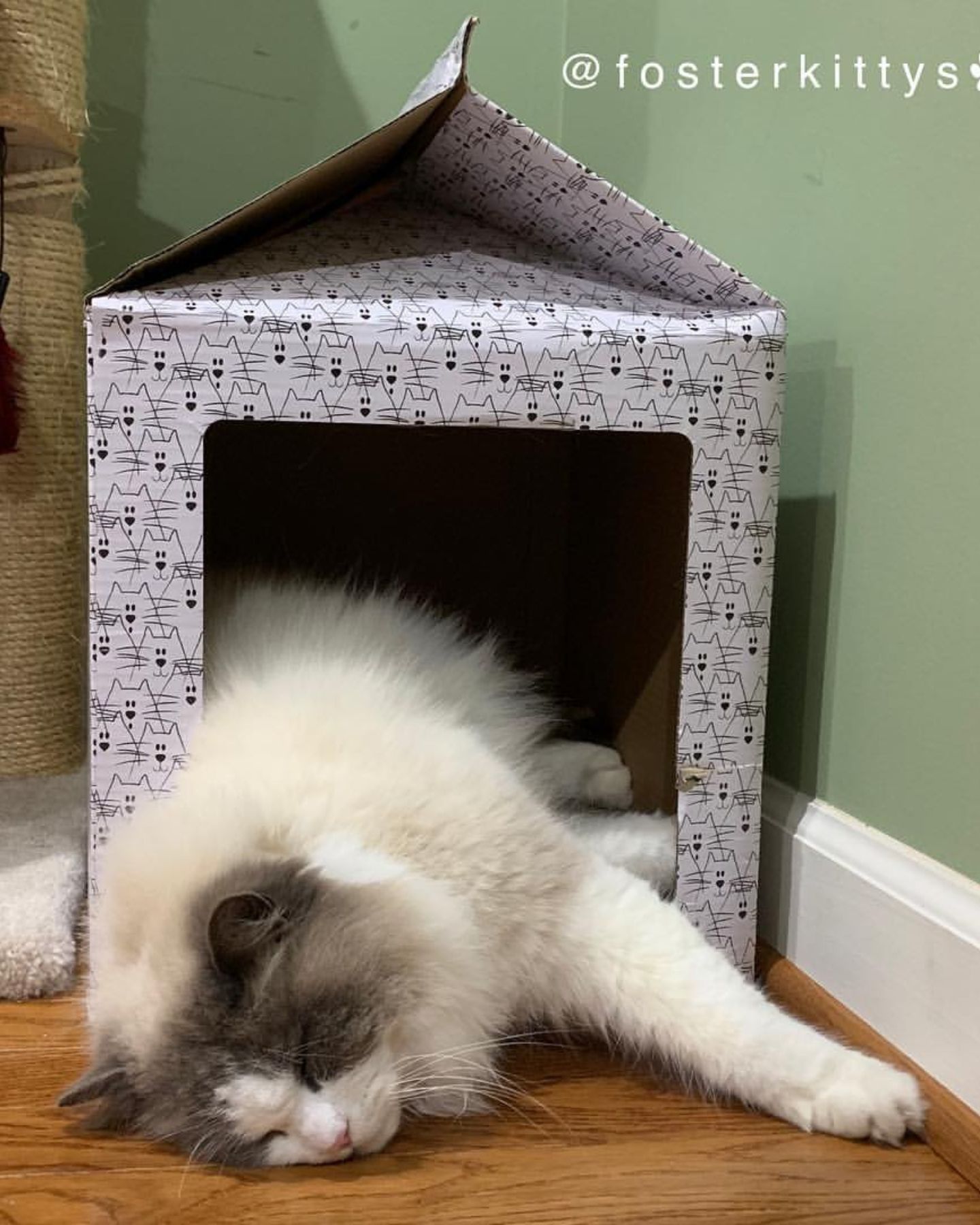 fluffy cat in the cat house