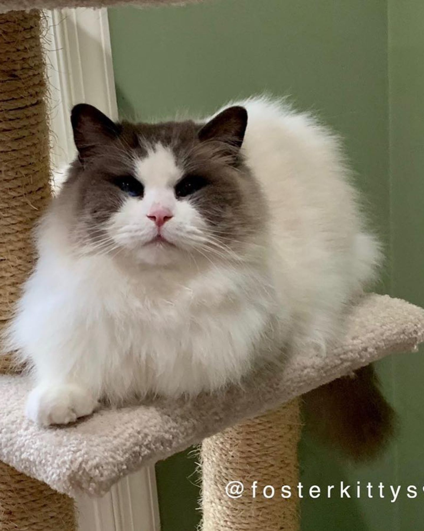 fluffy cat on a scratching post