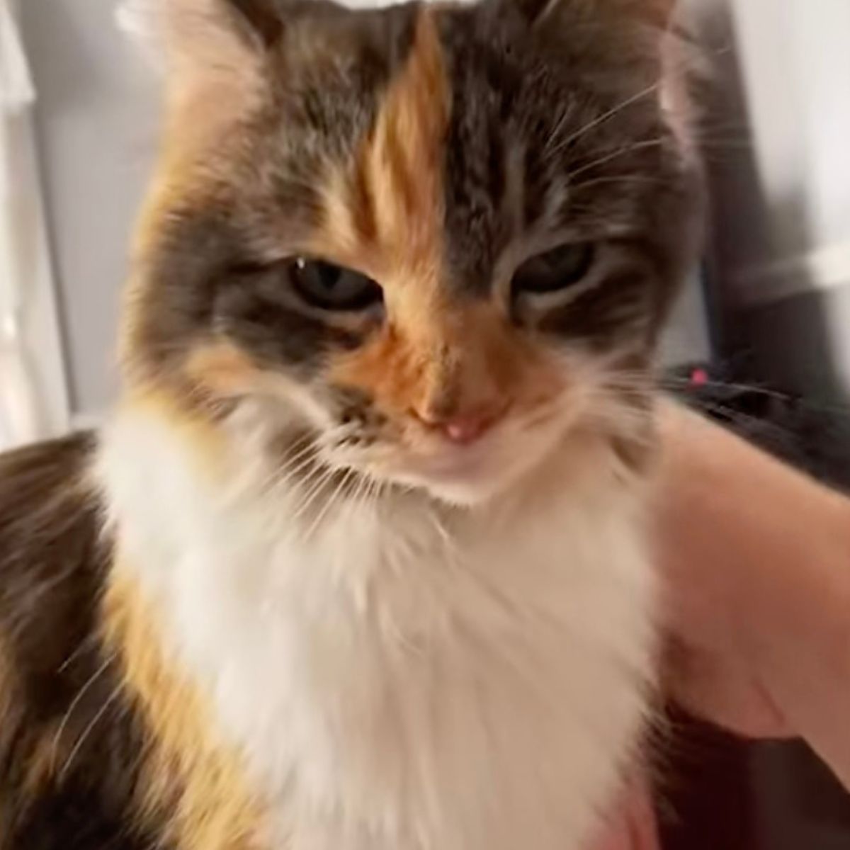 fluffy colorful kitten