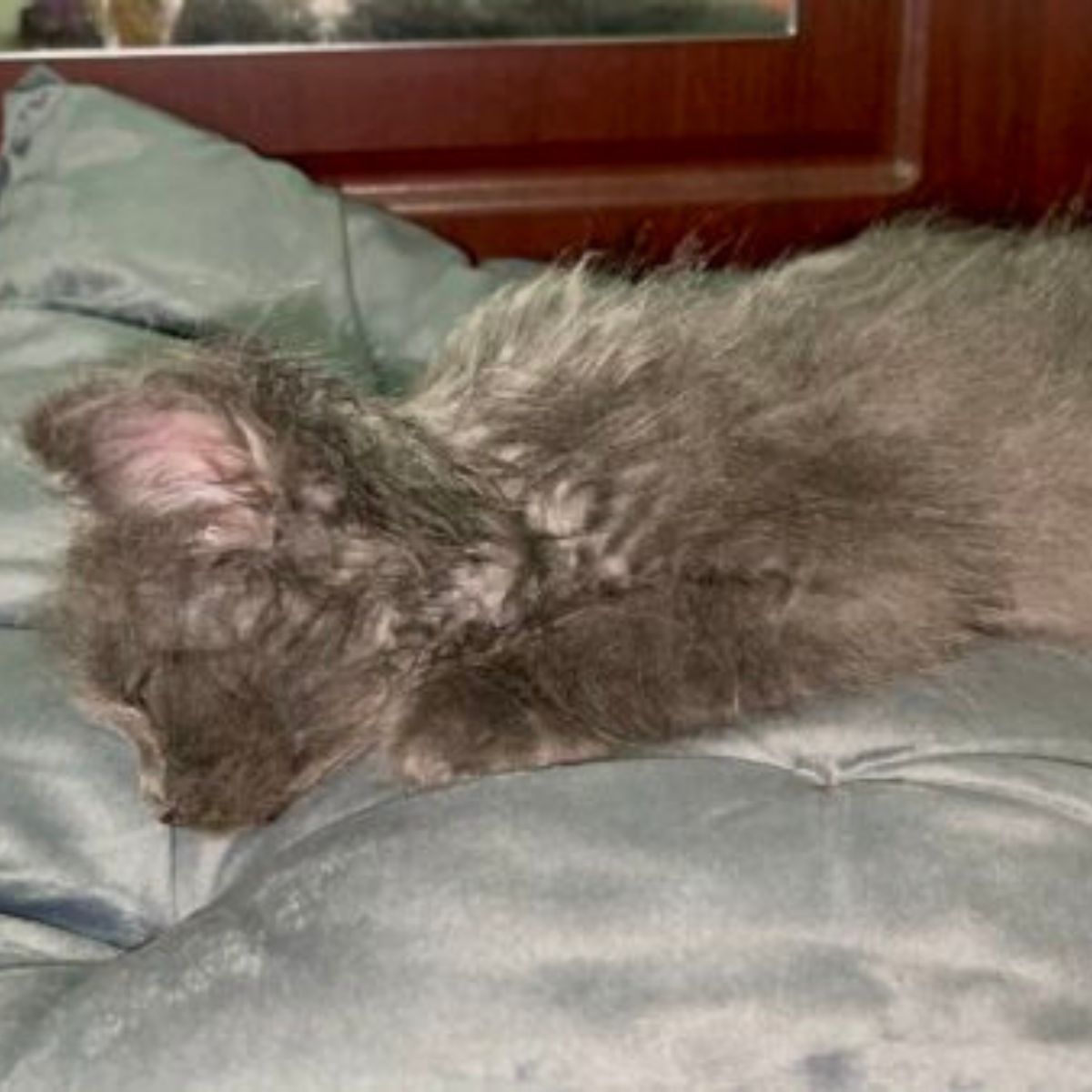 fluffy gray kitten is sleeping