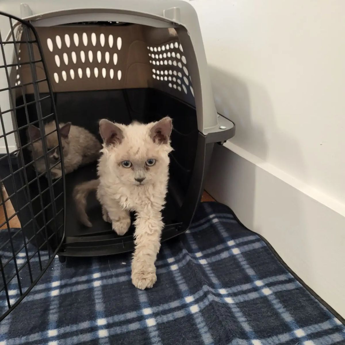 fluffy kittens come out of the conveyor